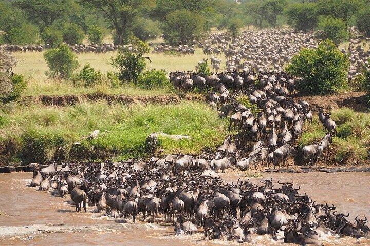 7-Day Luxury All-Inclusive Tanzania Great Migration Safari