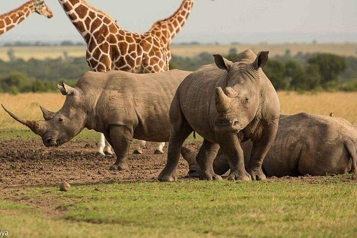 Day Tour to OL Pejeta Conservancy