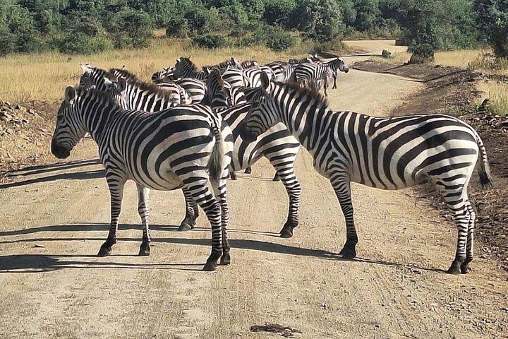 Day Tour to OL Pejeta Conservancy