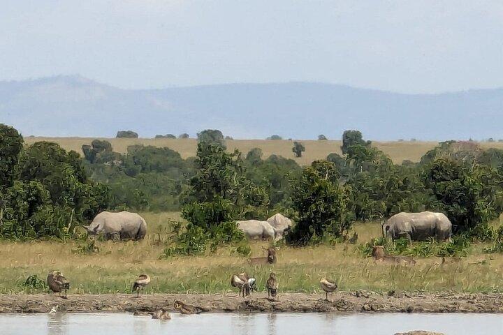 Day Tour to OL Pejeta Conservancy