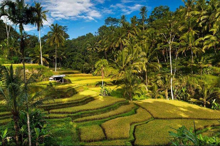 Ubud Waterfalls Water Temple and Rice Terraces Private Tour