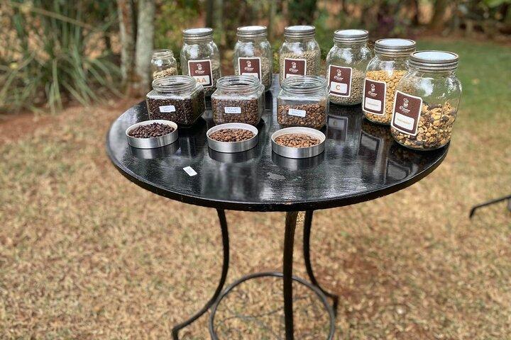 Fairview Estate Coffee Farm Tour with Pick up
