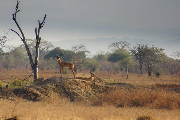 1 Day Trip to Mikumi National Park from Dar es Salaam