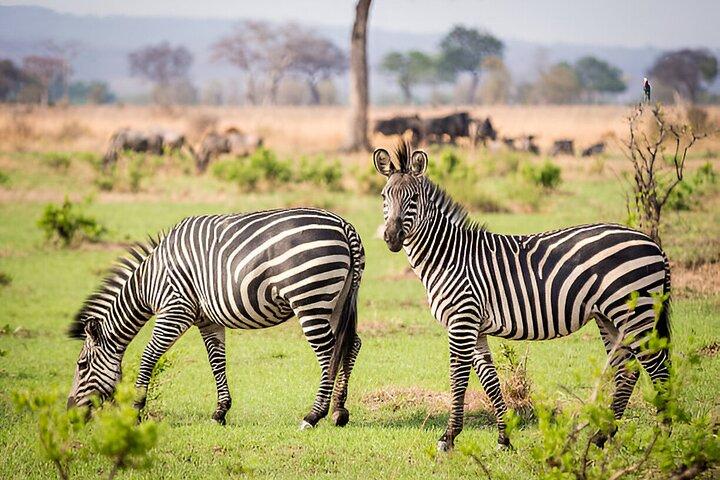 1 Day Trip to Mikumi National Park from Dar es Salaam