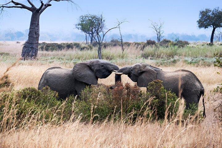 1 Day Trip to Mikumi National Park from Dar es Salaam