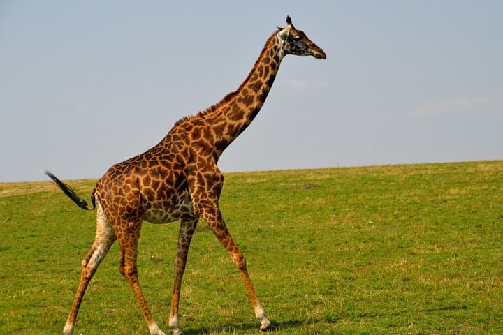 Nairobi City Excursion