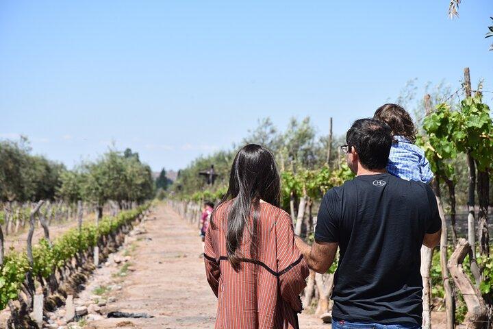 Mendoza Wine and Oil Tasting in Maipu