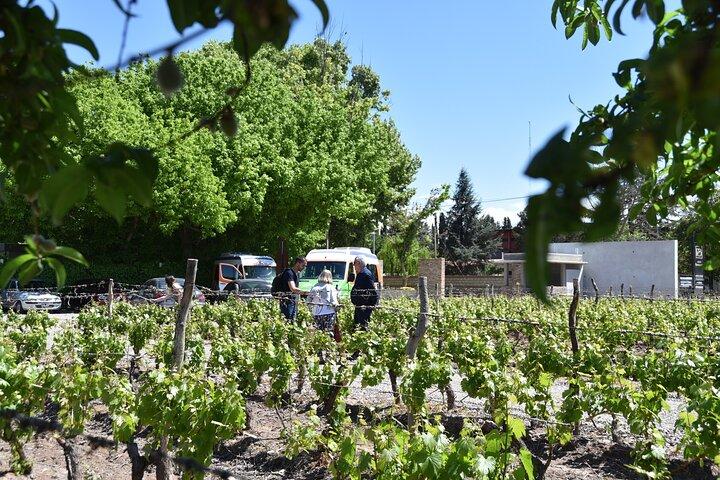 Mendoza Wine and Oil Tasting in Maipu