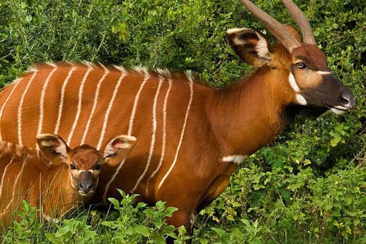 Scenic Day Trip to Aberdares National Park
