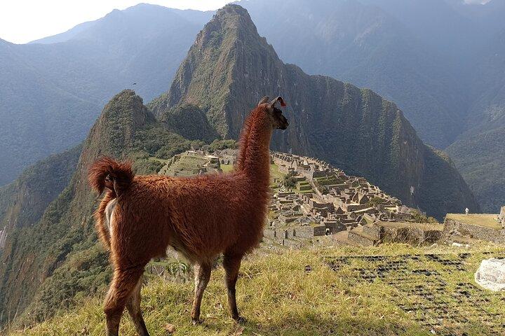 Private Tourist Guide in Machupicchu (From Aguas Calientes).