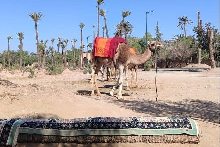 Majorelle Garden and Palmeraie Camel Ride in Marrakech