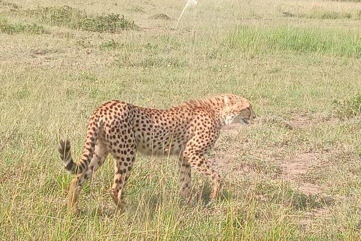 6 Day Group Safari to Mara, Nakuru and Amboseli 4x4 jeep.