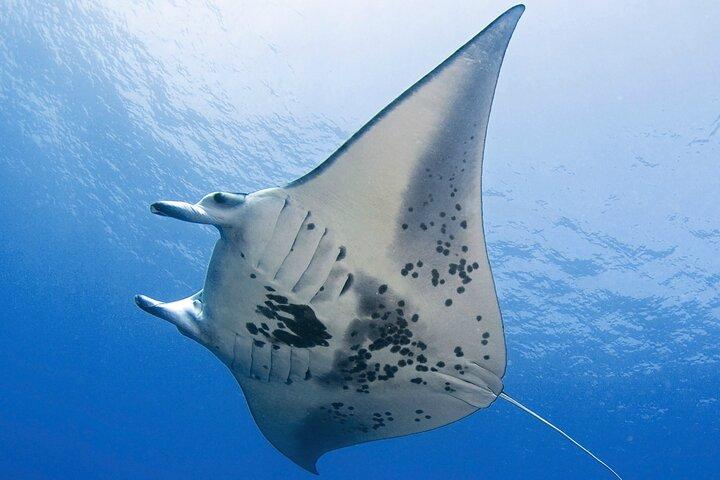 Glow of the Deep: Night Snorkeling with Manta Rays