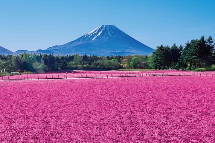 Mount Fuji & Fuji Shibazakura Festival One Day Trip From Tokyo