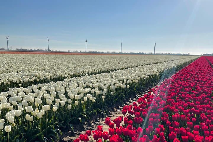 Private Tour in Van from Amsterdam to Keukenhof & Tulip Fields