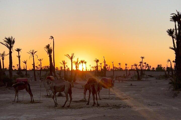 Camel Ride at the Palm Groves in Marrakech