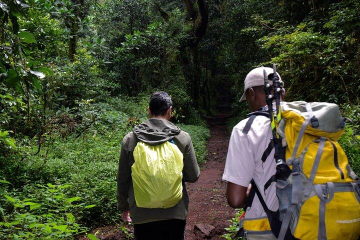 Kilimanjaro Day Hike: Marangu Route or Machame Route