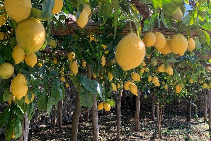 Lemon Trail : Lemon Tour with Tasting