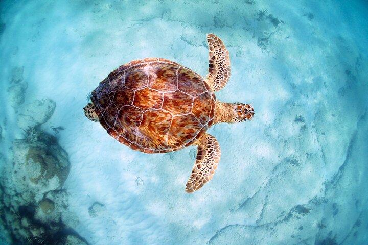 Turtle and Reef Sanctuary Snorkeling