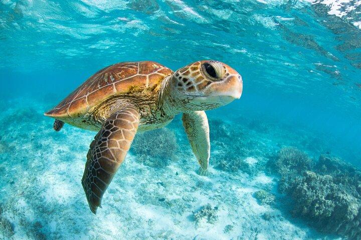 Turtle and Reef Sanctuary Snorkeling