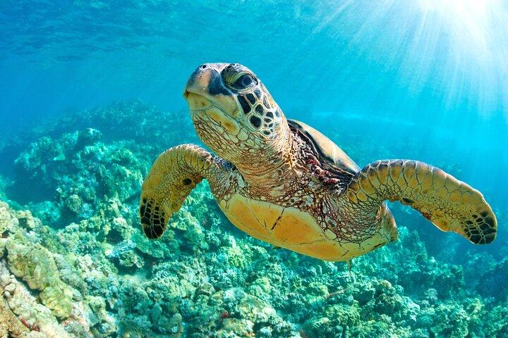 Turtle and Reef Sanctuary Snorkeling