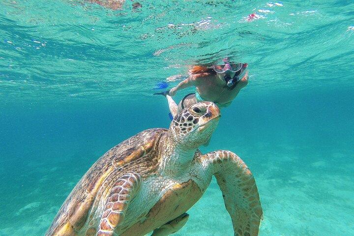 Turtle and Reef Sanctuary Snorkeling