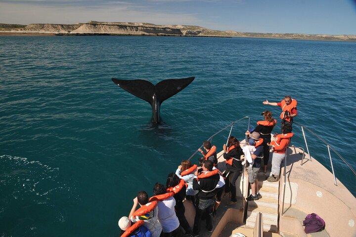 Península Valdés Full Day Tour from Puerto Madryn