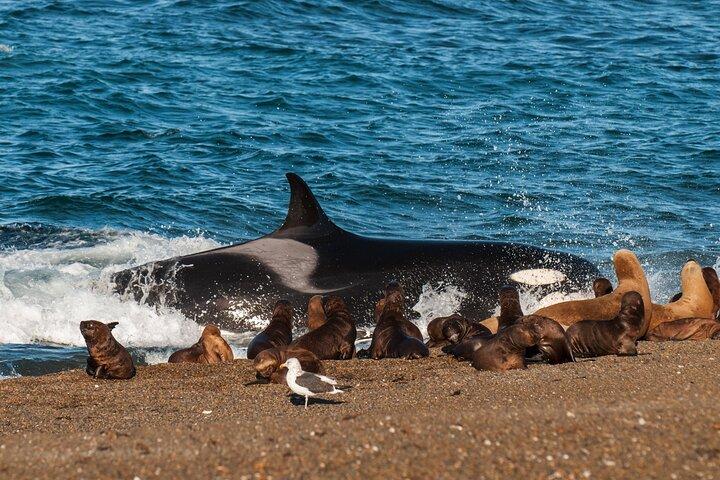 Península Valdés Full Day Tour from Puerto Madryn