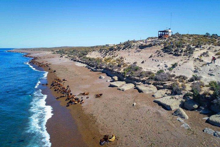 Península Valdés Full Day Tour from Puerto Madryn