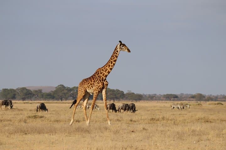 7 Days Kenya Trails