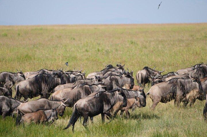 3 Days Safari Tanzania Adventures