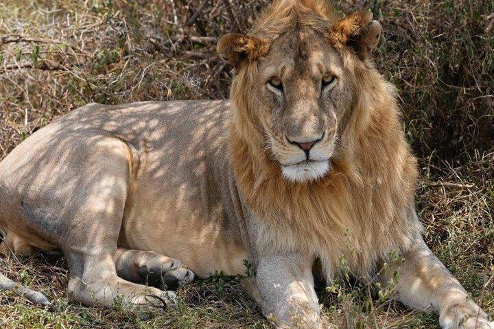 3 Days Safari Tanzania Adventures