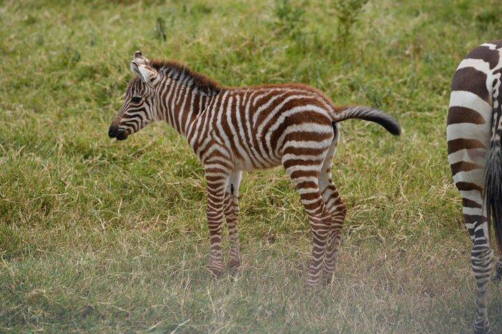 3 Days Safari Tanzania Adventures