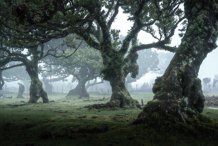 Madeira West Tour with Guide Fanal Forest Skywalk Experience