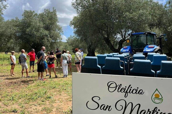 Full Day Olive Oil Farm and Nicotera Tour with Calabrian lunch
