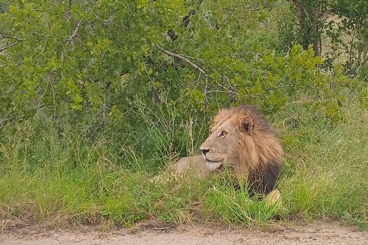 Kruger Park Safari from Maputo