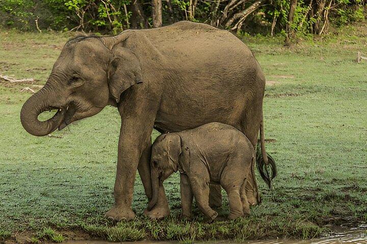 Private Tour from Ella to Tangalle with Udawalawe Safari