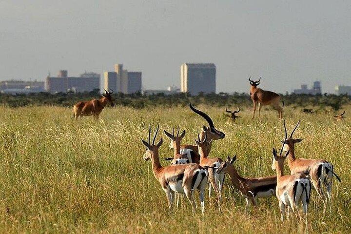 Private Nairobi National Park Game Drive Tour