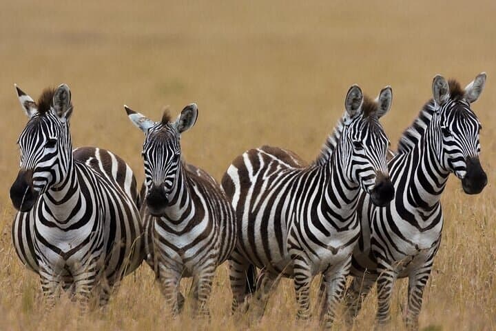 Four Day and Beyond Kichwa Tembo Luxury Safari