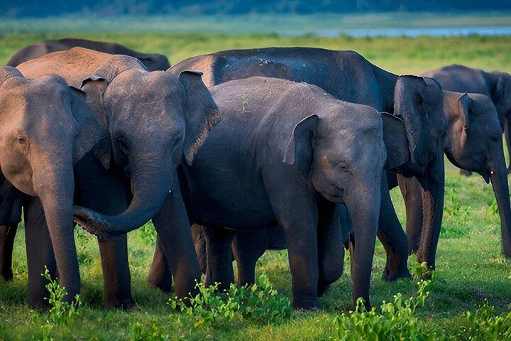 Private Tour from Mirissa to Ella with Udawalawe Safari