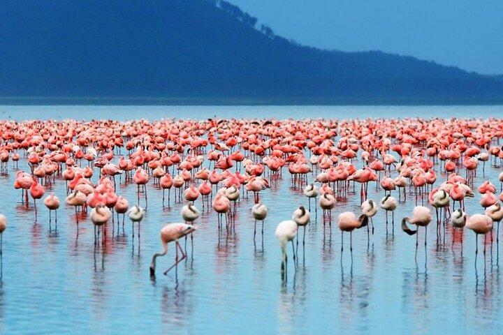5 Days Masai Mara Lake Nakuru Sweetwaters