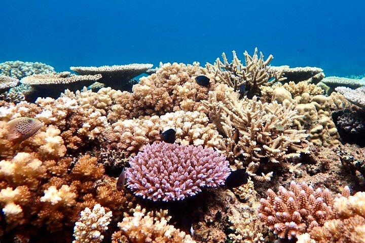 Fiji’s Best Dolphins tour and Snorkeling Adventure
