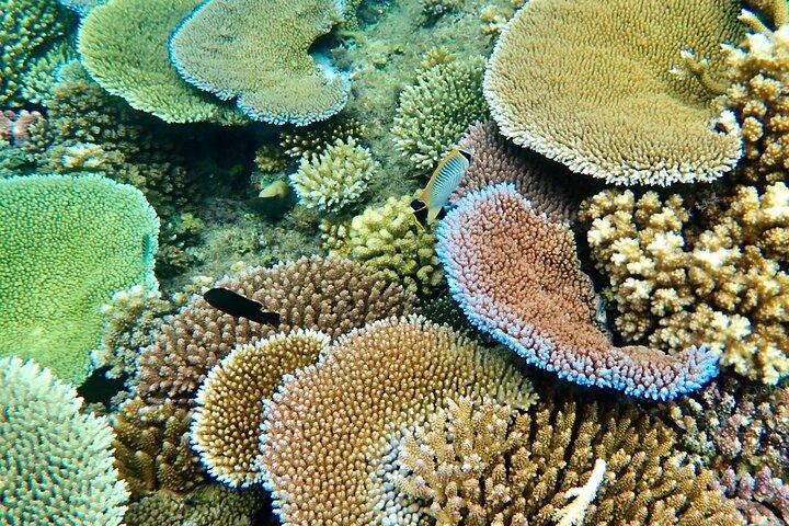 Fiji’s Best Dolphins tour and Snorkeling Adventure