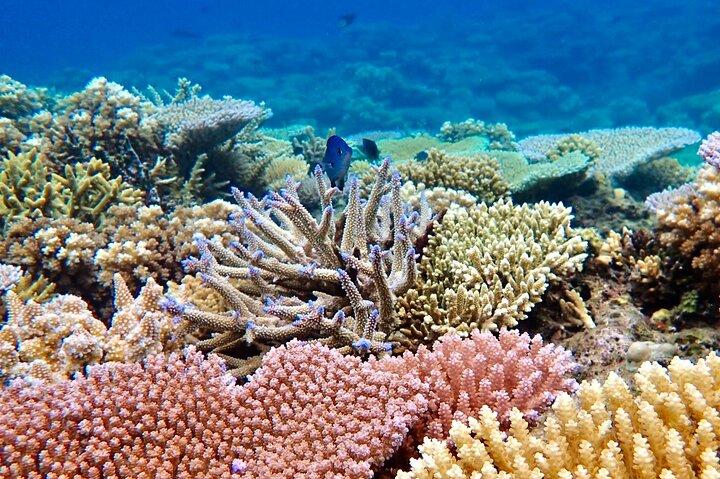 Fiji’s Best Dolphins tour and Snorkeling Adventure