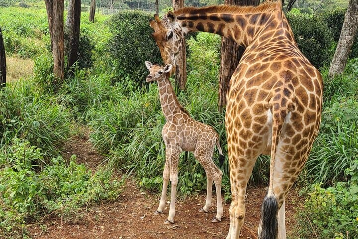 Explore Giraffe Centre, Karen Blixen & Traditional dances expo