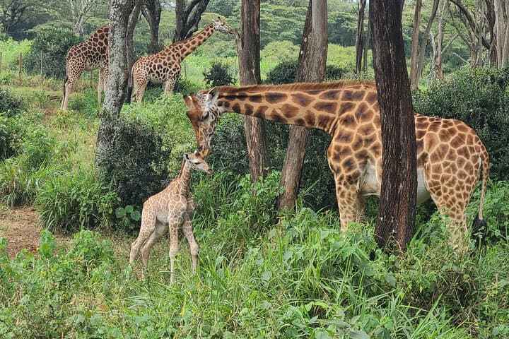 Explore Giraffe Centre, Karen Blixen & Traditional dances expo