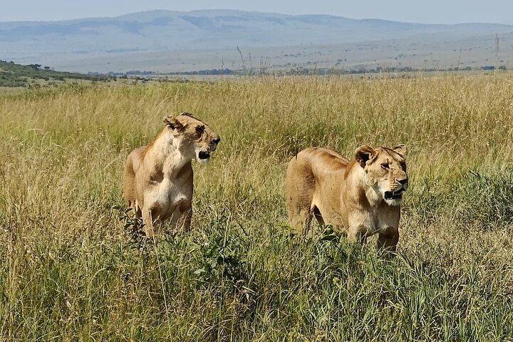3 Days, 2 nights Maasai Mara Guided Private Safari