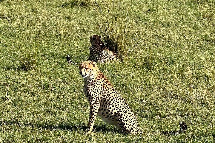 3 Days, 2 nights Maasai Mara Guided Private Safari