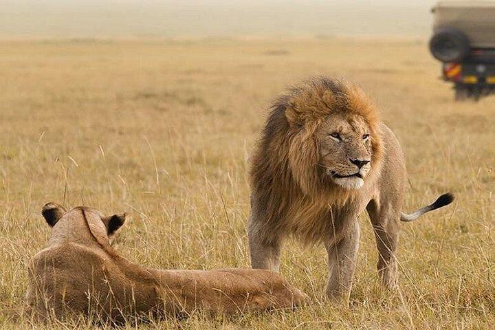 3 Days, 2 nights Maasai Mara Guided Private Safari