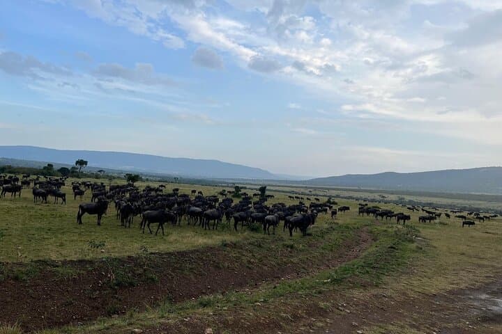 Shared 3Day Maasai Mara National Reserve Tour
